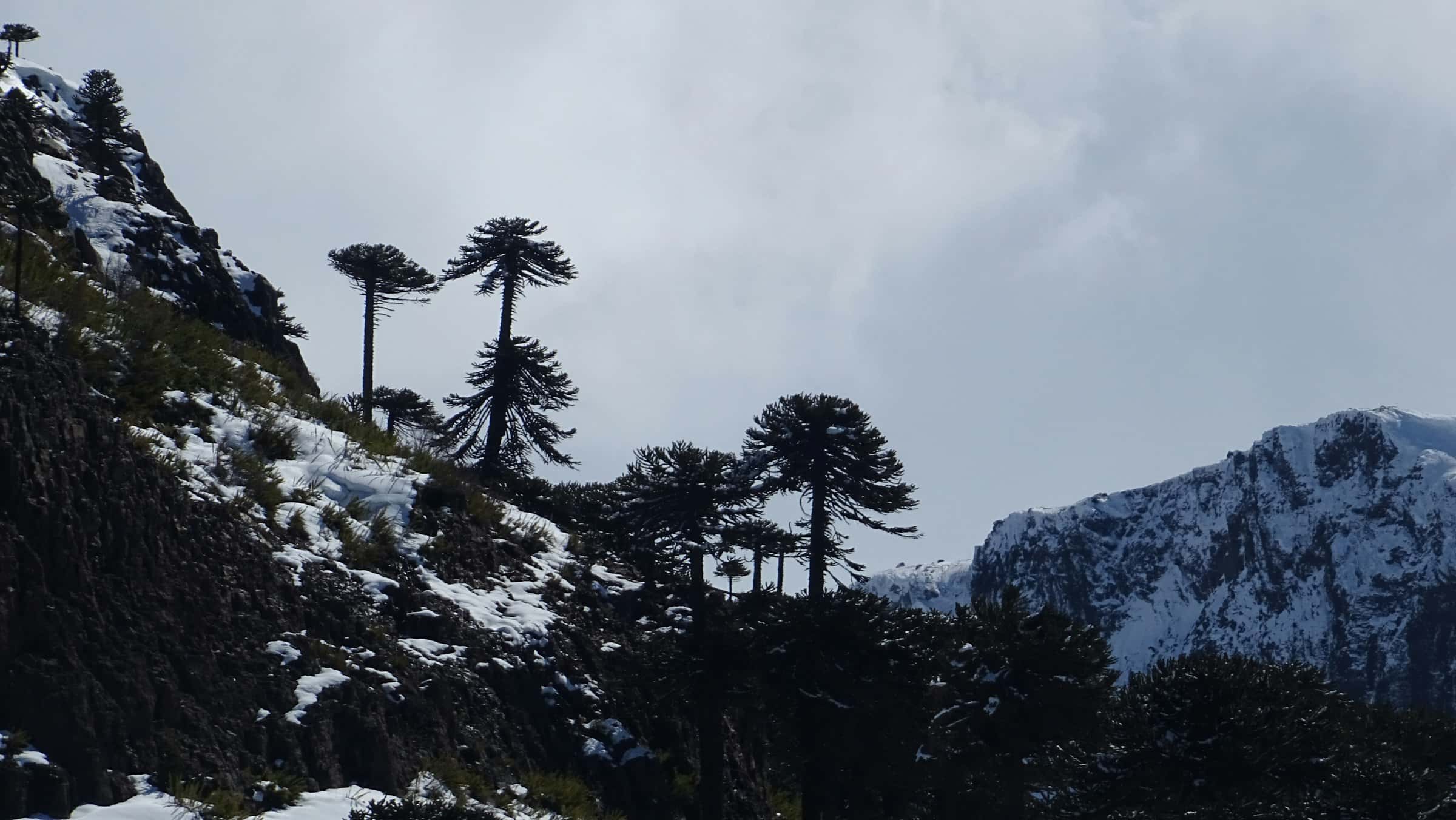 Araucarias en una ladera nevada de la cordillera, bajo un cielo gris.