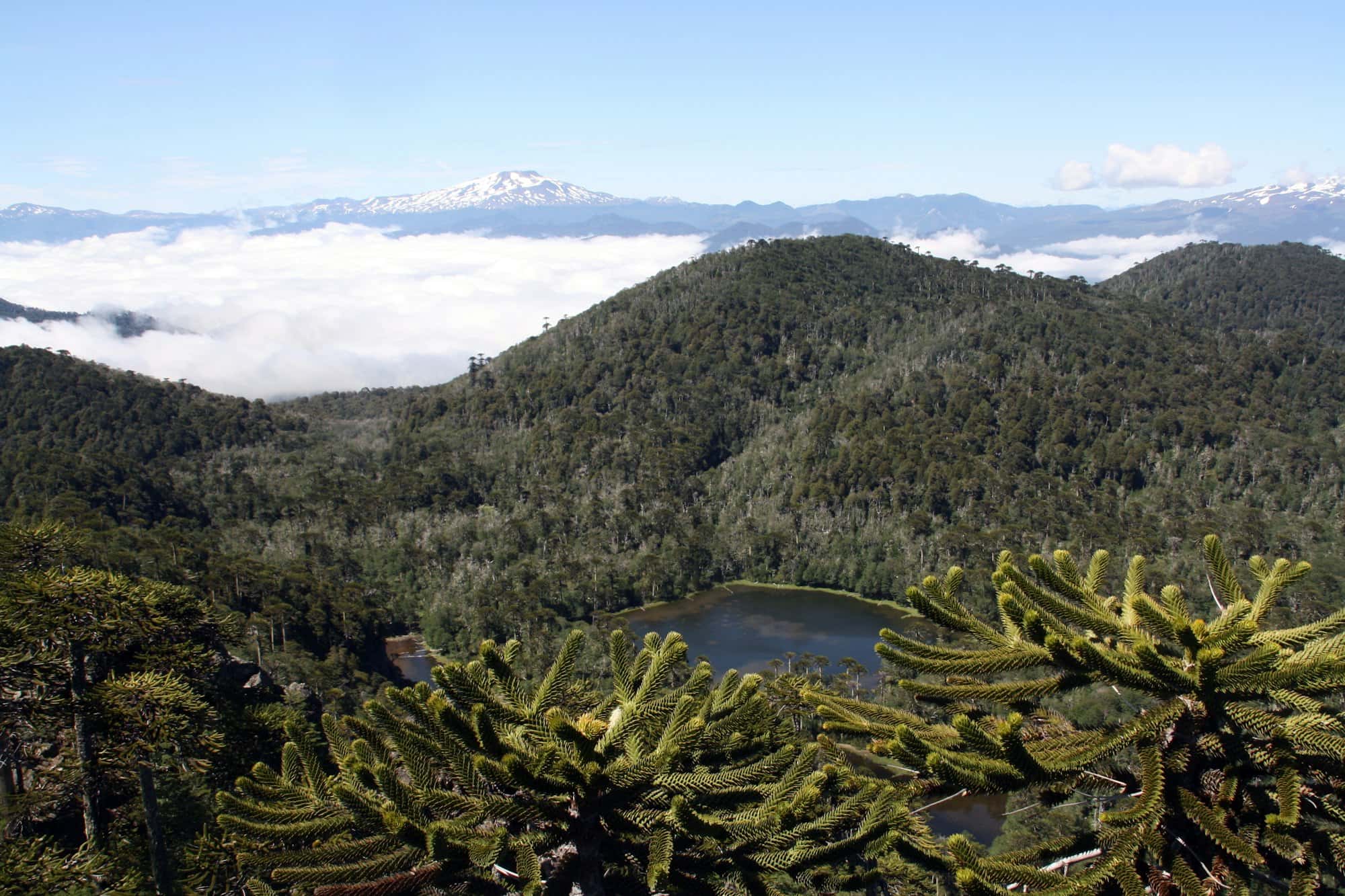 Araucarias sobre un valle andino, con un mar de nubes y montañas nevadas al fondo.