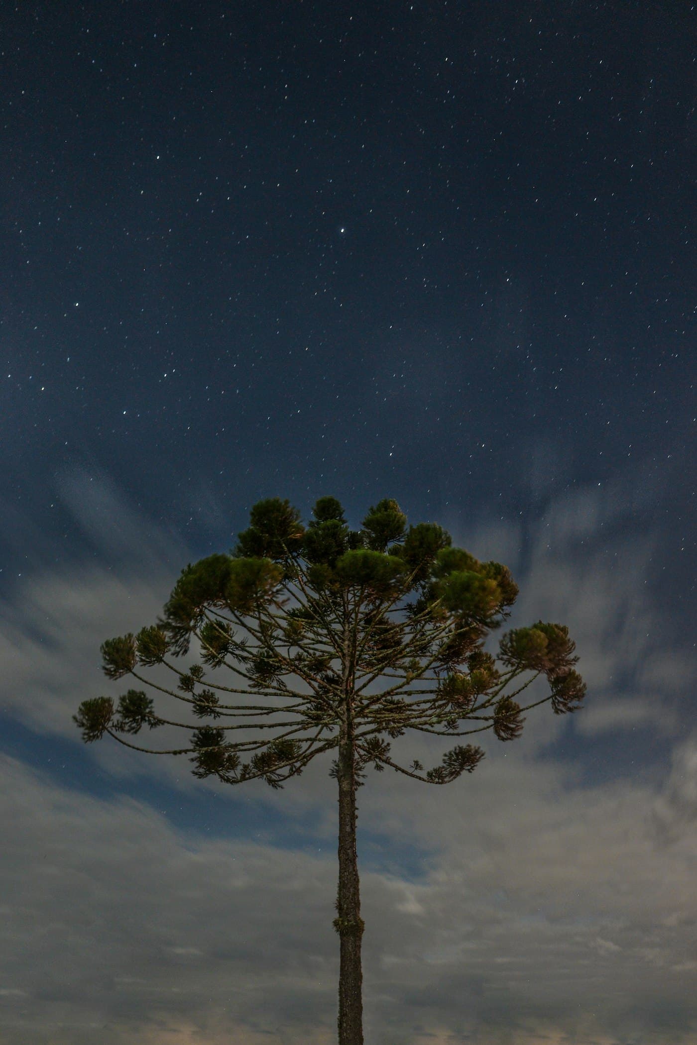 Una araucaria solitaria recortada contra un cielo nocturno estrellado.