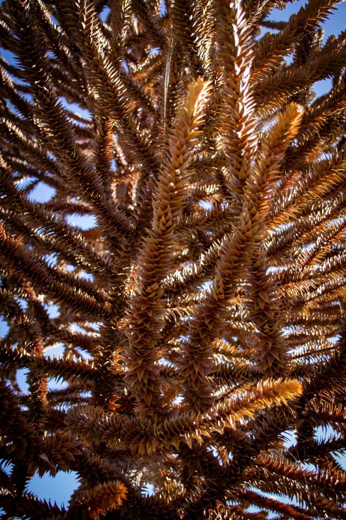 Detalle de las ramas de una araucaria, ordenadas en espiral desde el tronco.